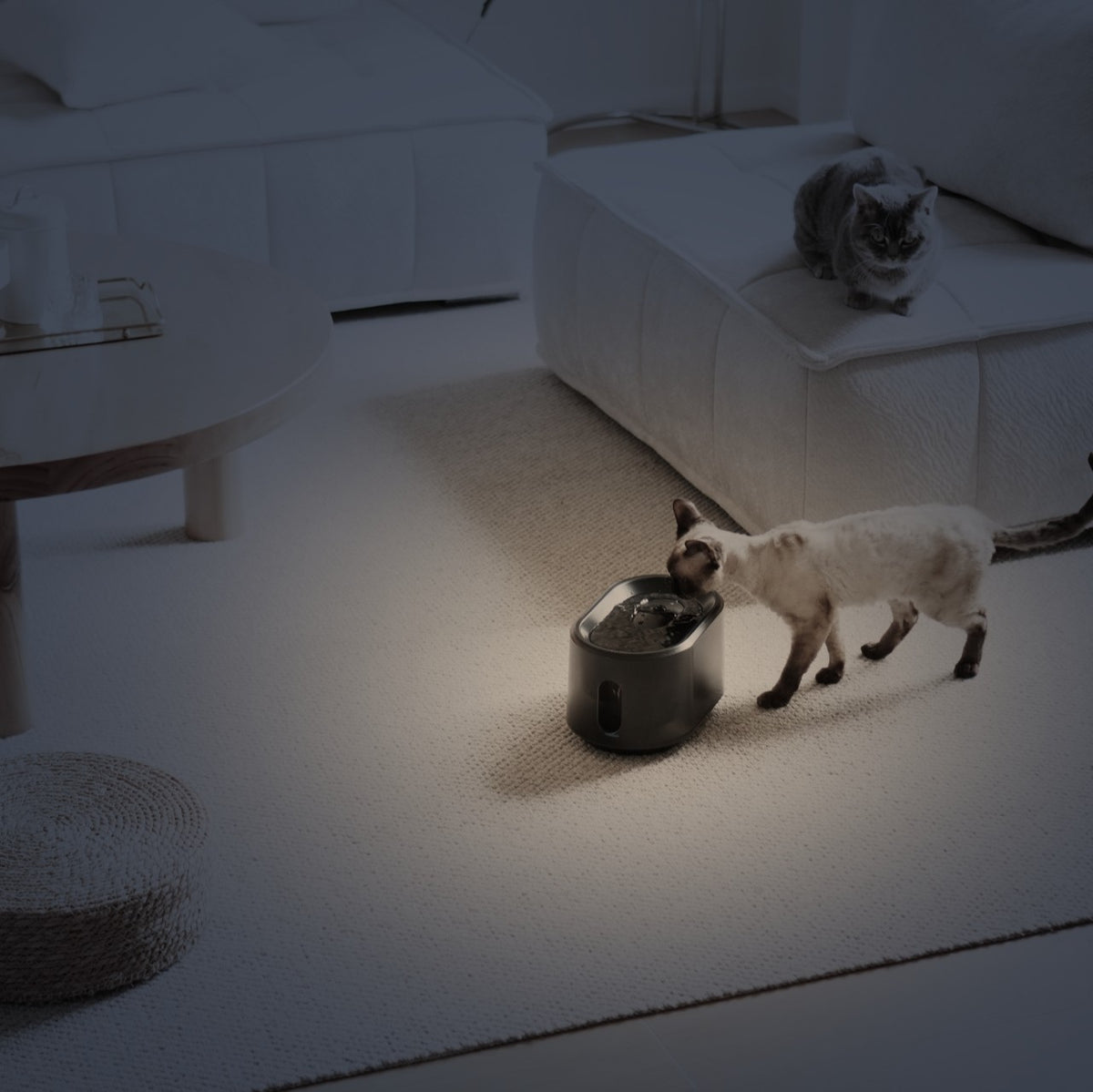 A cat drinking from the fountain at night