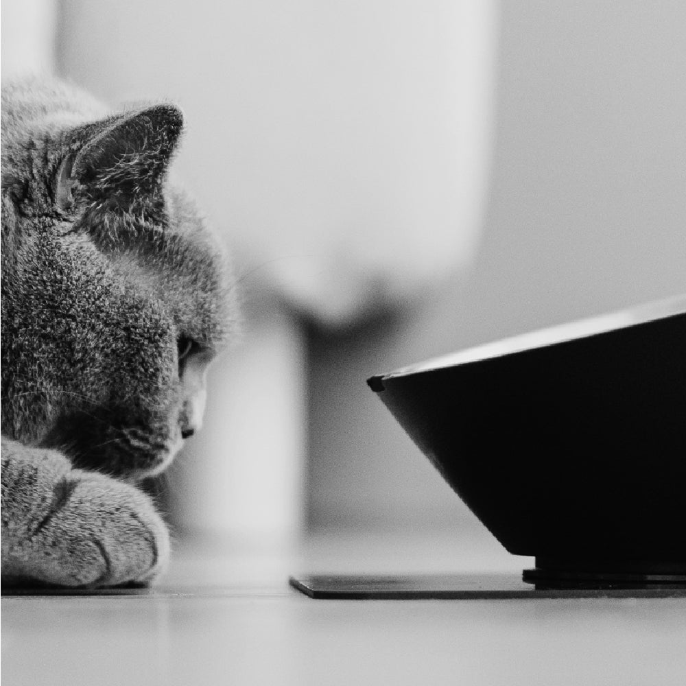 Special bottom pad for pet non-returnable bowls (matte black)